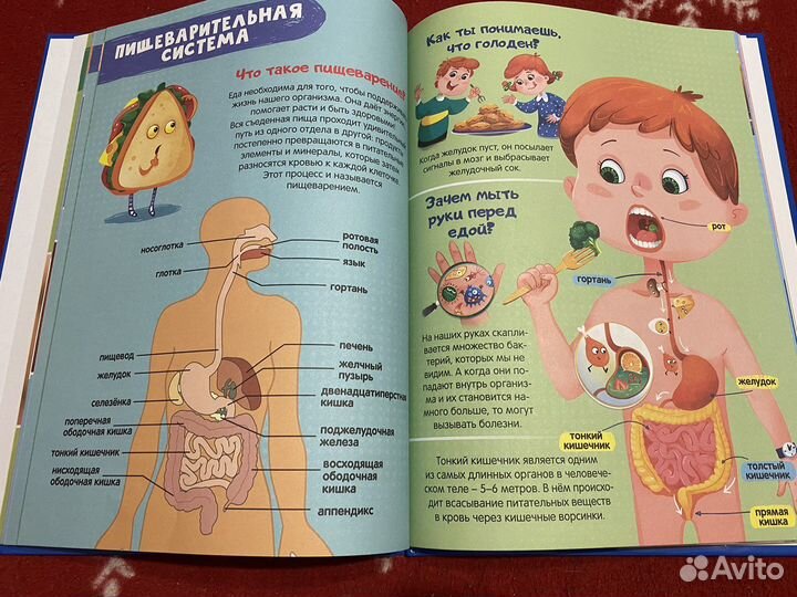 Факты о теле человека