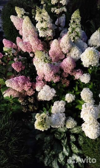 Праздничный букет (Гортензия метельчатая)