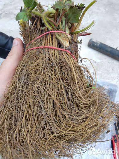 Рассада ремонтантной клубники Кабрилло Мурано