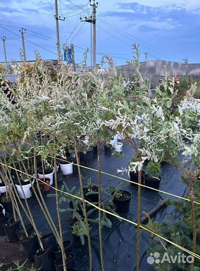 Ива Хакура Нишики