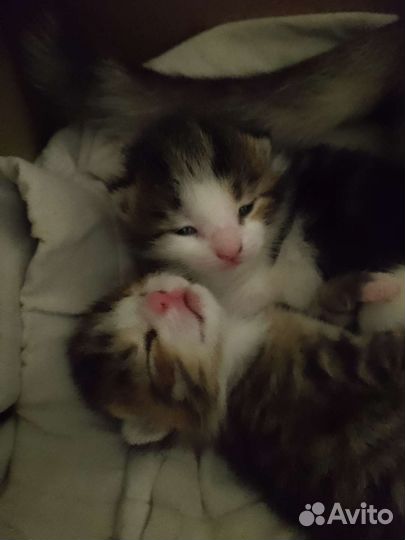Котята отдам бесплатно