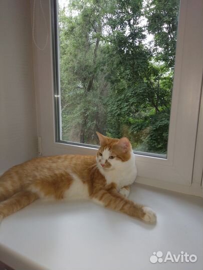 Рыжий котик