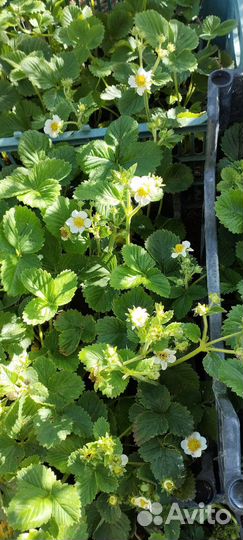 Саженцы клубники