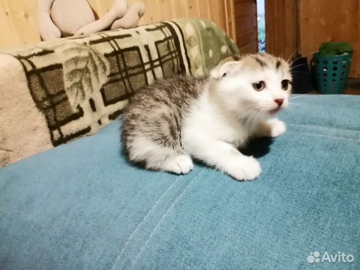Котята от Шотландской вислоухой кошки Бесплатно