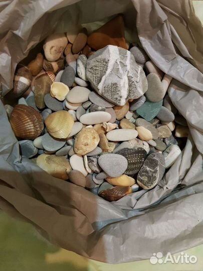 Ракушки и каменный грунт