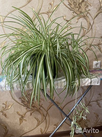 Комнатные цветы