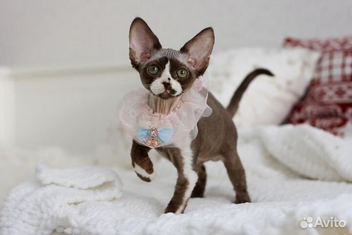 Очаровательный котёнок породы Девон Рекс