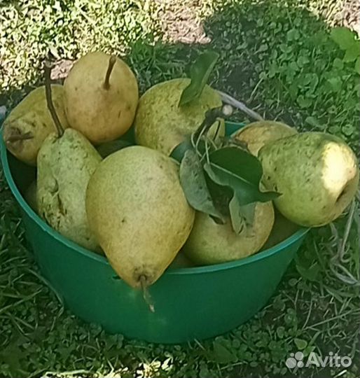 Груши, яблоки