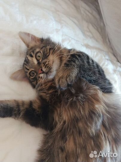 Котик в добрые руки