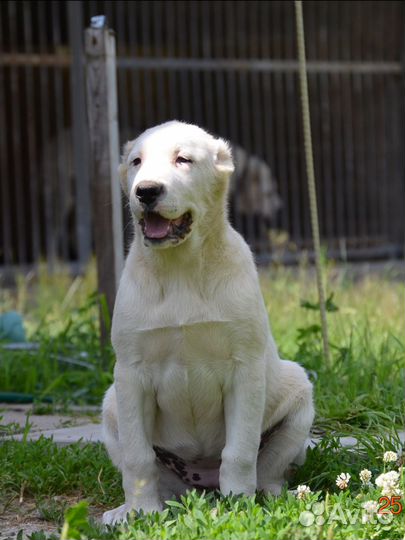 Высокопородные щенки алабая, туркменские крови