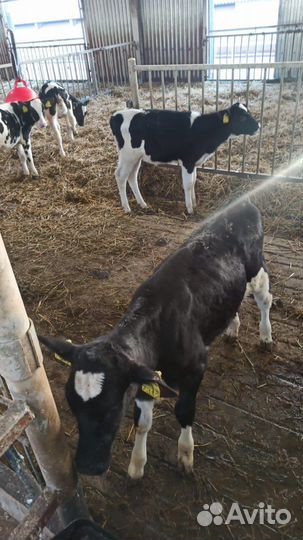 Бычки на откорм