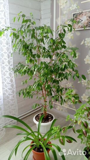 Фикус бенджамина большой