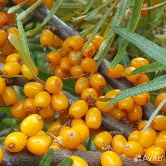 Ягоды облепиха клюква