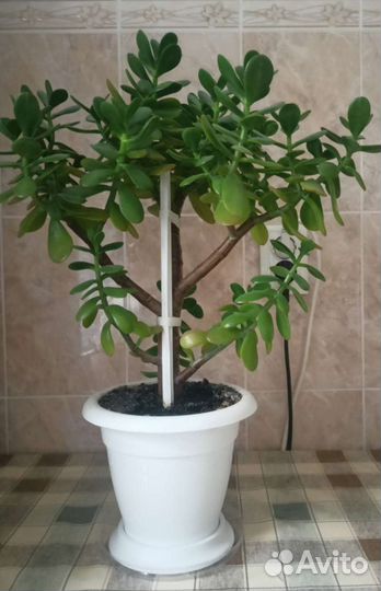 Крассула толстянка