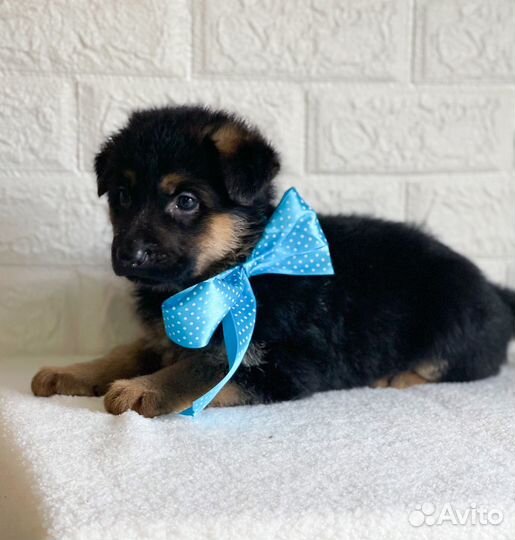 Щенки немецкой овчарки