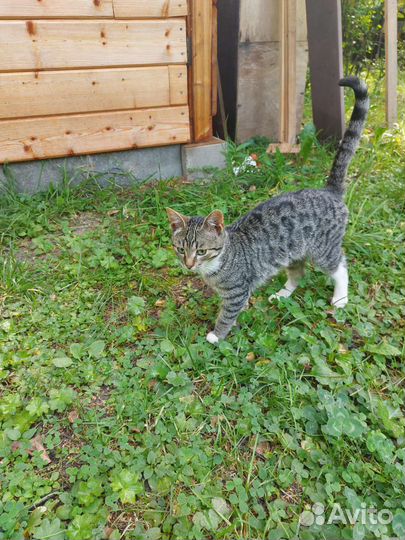 Кошки бесплатно