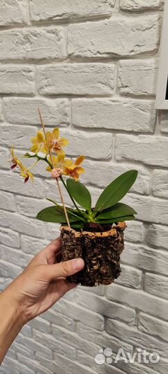 Горшки и блоки из коры пробкового дуба