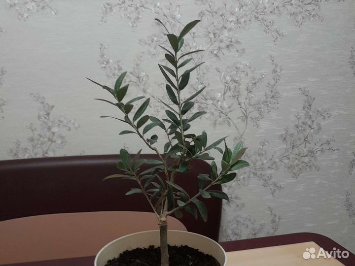 Оливковое дерево