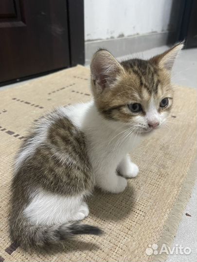 Котята бесплатно