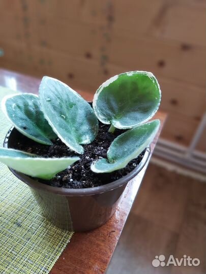 Фиалка в горшке