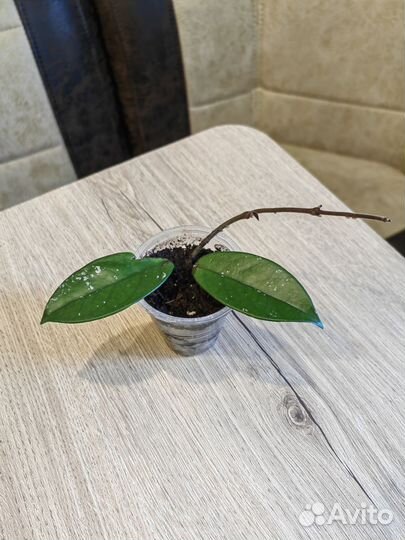 Хойи Разные