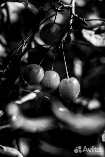 Зеркальный фотоаппарат canon eos 200d