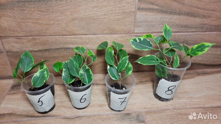 Фикус бенджамина кинки твилайт али