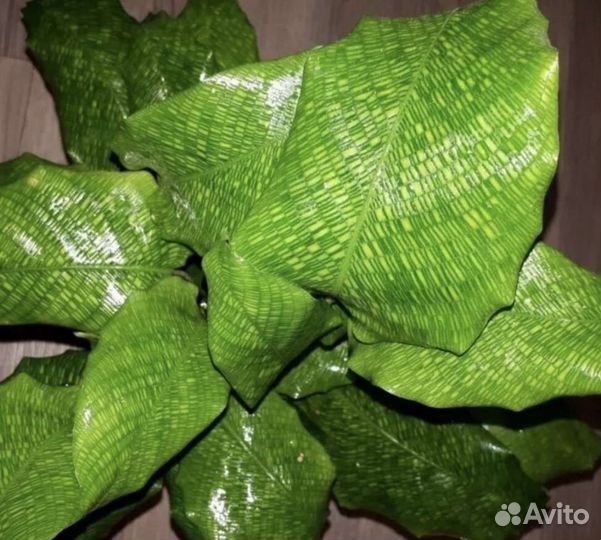 Калатея нетворк