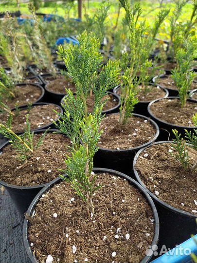 Можжевельник казацкий