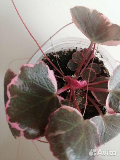 Камнеломка вариегатная, зеленая