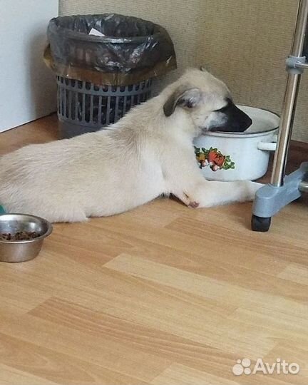 Щенок в добрые руки бесплатно