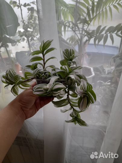 Традесканция