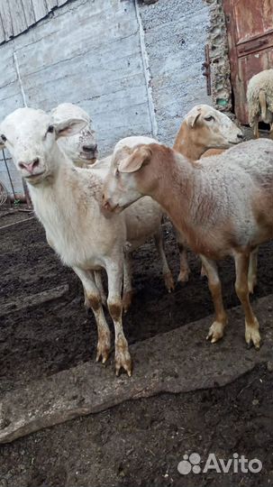 Катумские бараны