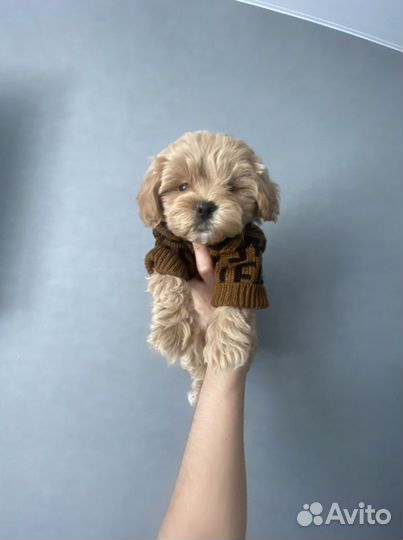 Мальтипу f1 mini девочка