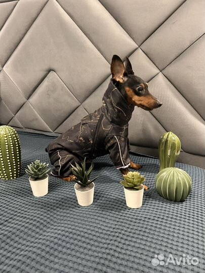 Зимний комбинезон для собаки