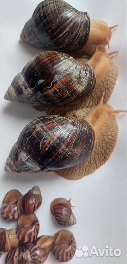 Отдам улитку