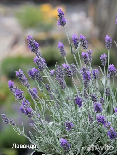 Многолетние растения