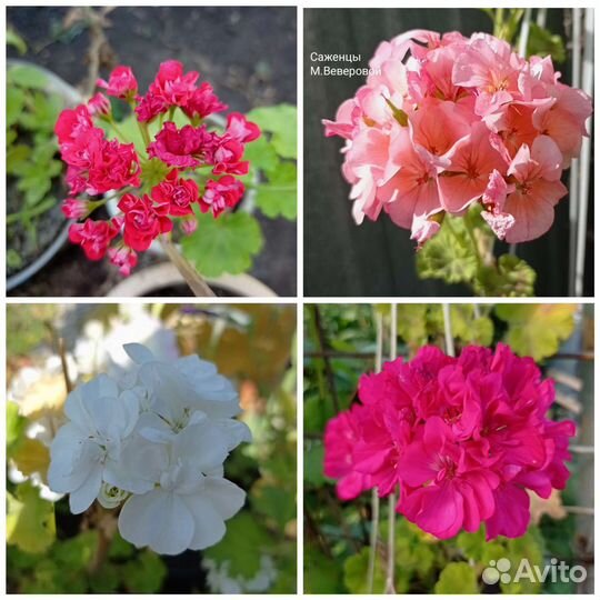 Герани, колеусы, фиалки