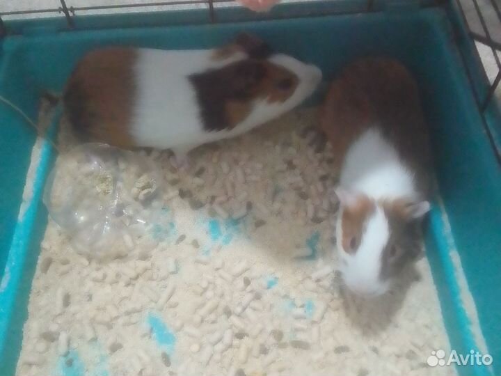 Морская свинка