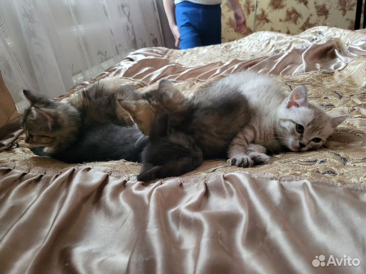 Кошки в добрые руки бесплатно