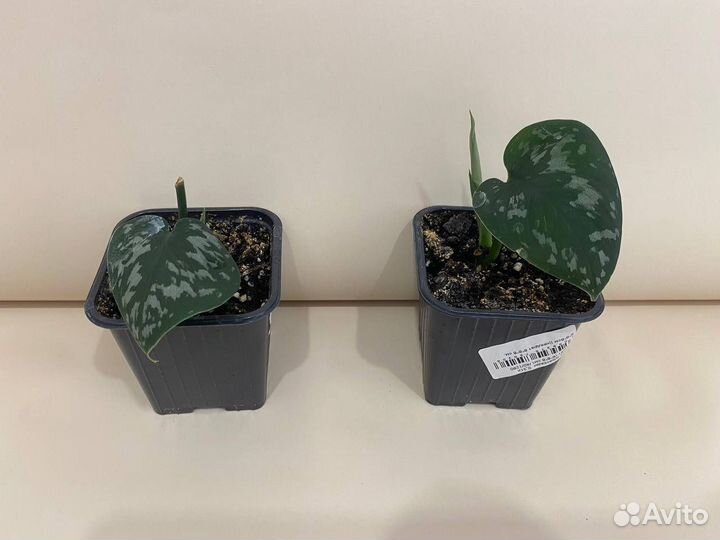 Сциндапсус лиана комнатная