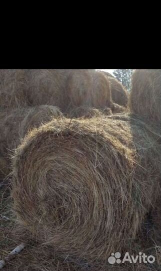 Сено в рулонах 2022