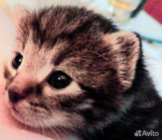 Помощник грумера