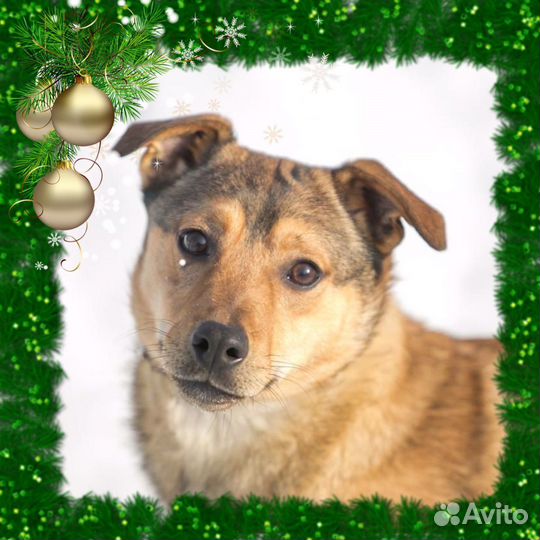 Собака в добрые руки