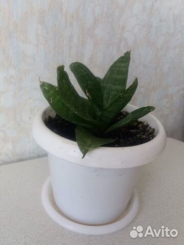 Сансевиерия (цветок 