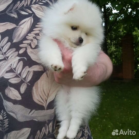 Померанский шпиц микро мальчик девочка белый