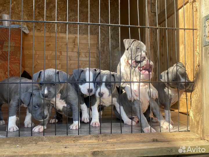 Щенки голубого амстаффа