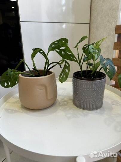 Комнатные растения