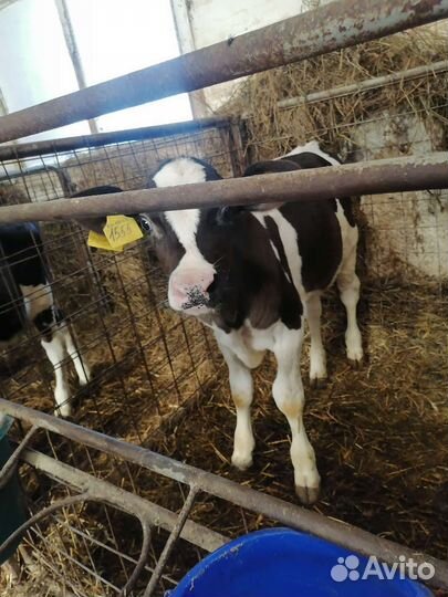 Телята бычки