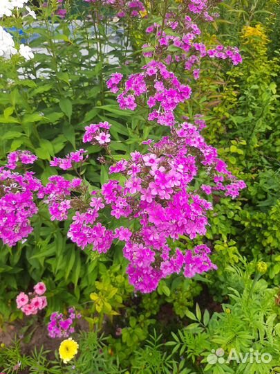 Флоксы многолетние